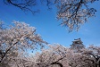 桜満開の鶴ヶ城公園